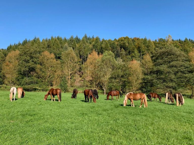 Pferde im Oktober 21 768x576