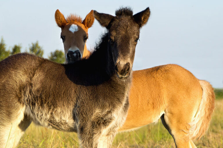 Zuchtstuten und Fohlen 18 11 768x512