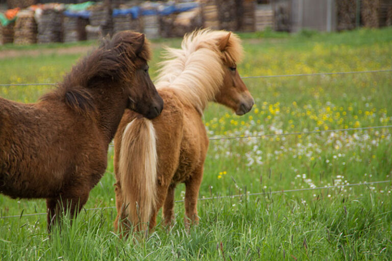 Zuchtstuten und Fohlen 29 11 768x512