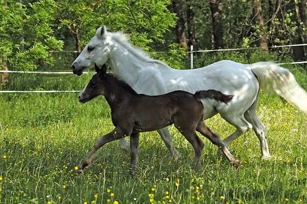 Connemara-Ponys