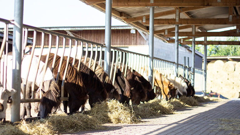 derkernhof 07 gallery kernhof islandpferdegestued1 768x432