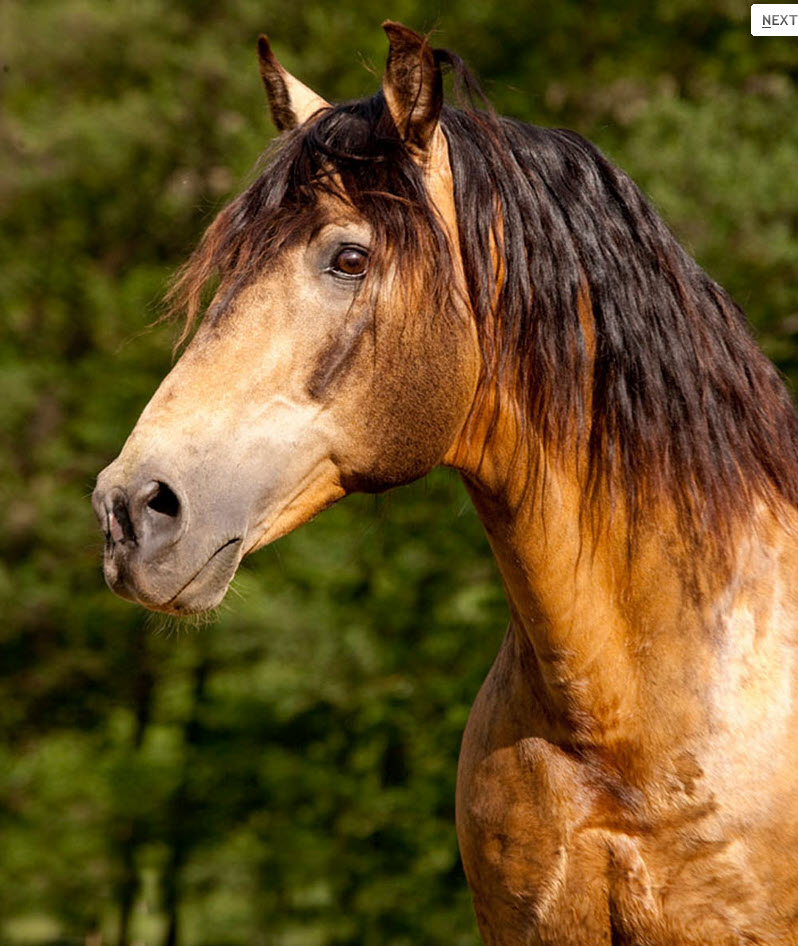 Rocky Mountain Horse reiterhoefeunterfranken.de