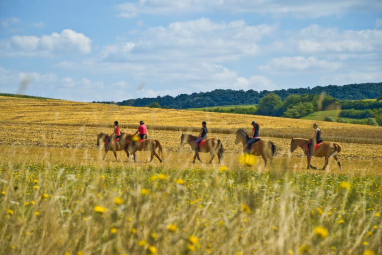 pferdehof ditterich 768x514