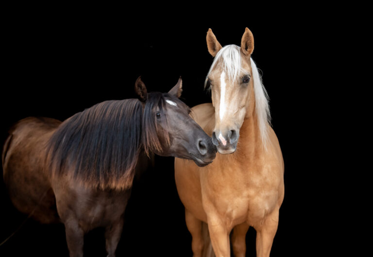 Beauty und Belle 768x529
